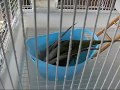 videos de Scaly-breasted Lorikeet having a bath