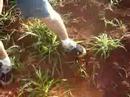 Explos�o no lan�amento - Rio Verde - GO