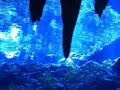 Cave-Diving Cenotes Yucatan - Höhlentauchen Cave-Diving Cenotes Yucatan - Höhlentauchen