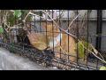 茶トラの野良猫