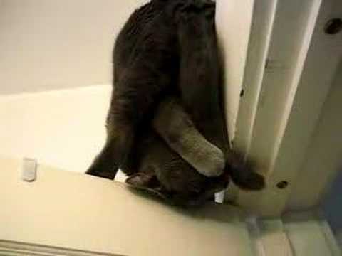 Watch 'Gizmo: Crazy Upside Down Cat'