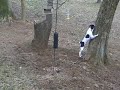 Run Sammie Run! Run Sammie Run!