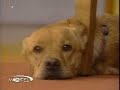 Faith, el perro de dos patas Video