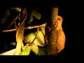Western Tarsier at Borneo Rainforest Lodge, Danum Valley, Sabah.