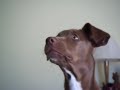 choco-entertainment-interview-with-indiana.html