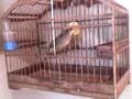 TRINCA FERRO BOM - DIA - MEU BOI E F�MEA FEITICEIRA