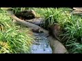 Otters playing Otters playing