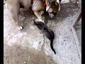 Pepa (Bulldog ingles) y su amiguito felino Pepa (Bulldog ingles) y su amiguito felino
