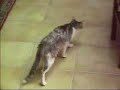 gnappo