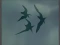 Gliding