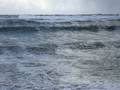 videos de Grey phalarope Barvas Isle of Lewis