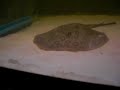 motoro-feeding-on-rosys.html