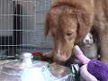 Fourth week of our beautifull Toller Litter