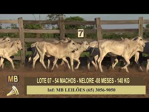 325 LEILO VIRTUAL MB LEILES