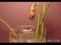 Gulf Fritillary Pupates-Emerges Time Lapse