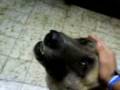 videos de Oso, un perro en busca de un hogar.
