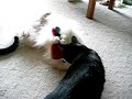 Pomeranian roll-over Pomeranian roll-over