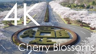 千本桜 - One Thousand Cherry Trees [4K]