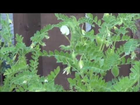 how to grow chickpeas