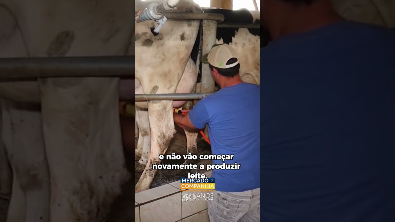 Custos da produção de leite sobem e pressionam produtores no RS