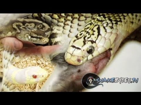 YouTube reptile video