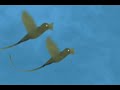 solar powered people-commercial flight