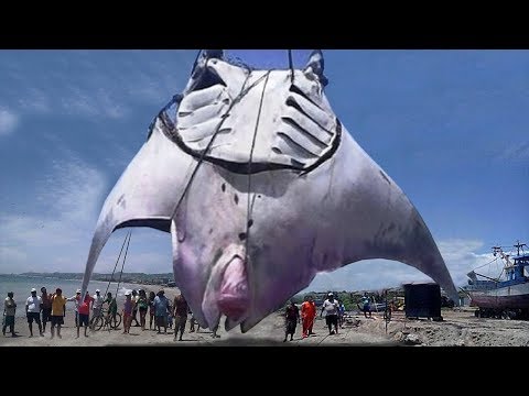 Most BIZARRE Sea Creature Behavior!