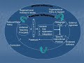 E-Learning and Basil Bernstein\