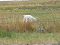 Llamas and Cranes