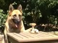 GSD playing GSD playing