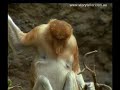 Funny Monkey with Big Nose
