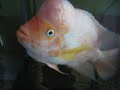 red devil fish ADOLF HITLER