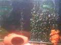 oscars tinfoil barbs and hoplo cats