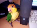 2 minutos con mis loros 2 minutos con mis loros