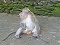 Monkey Forest, Bali
