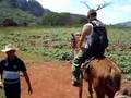 Horsebackriding in Vinales Cuba