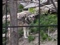 Lupi Alpenzoo Innsbruck Lupi Alpenzoo Innsbruck