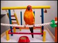 Chiki Chiki: Los pájaros también perrean
