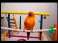 Chiki Chiki: Los pájaros también perrean