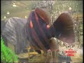 dats siamese tiger fish part 10