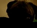 Pringos - The Pug v.1 Pringos - The Pug v.1