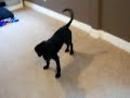 Leu the soccer dog 2