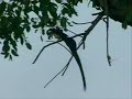 Paradise Whydah Paradise Whydah