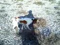 www.perrodecaza.com Muestra y Guia de Argos