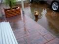 Oaki the Miniature Dachshund playing in puddles