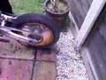 videos de pit bike red baron burn out