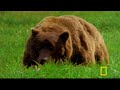 Man Fights Bear