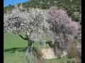 This is my first video clip, so I'm guessing it can't be as bad as I've made it. The video clip is about beauty in nature and I would like saying that if we look around us, anything ugly that we see will have been created by human hands; this exemplifies a widely held view that nature is intrinsically beautiful. That the beauty of nature has been celebrated by so large a proportion of our art is further proof of the strength of this association between nature and beauty.