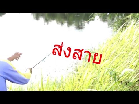กบยาง - Tiger Lure. กบยางพระเจ้าตา (รุ่นทดสอบ สีเขียว) ทดสอบ สีเขียว ตีปลาช่อนชายหญ้า ติดตามได้ที่...