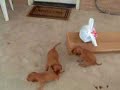 More of the Great Irish Setter Puppies